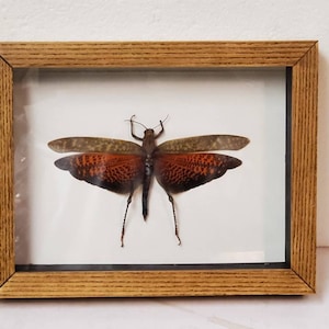 Real framed giant brown grasshopper (M)