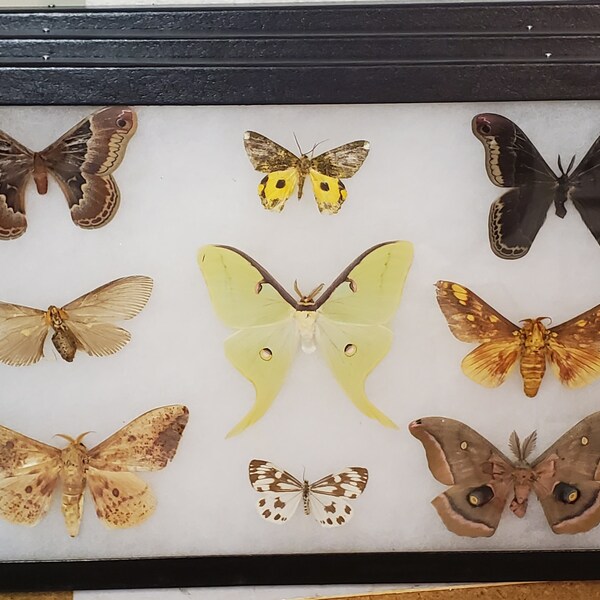 Real framed world wide moth collection