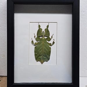 May include: Framed artwork featuring a green leaf insect, framed in a black rectangular frame with a white mat. The insect is a detailed representation of a leaf, showcasing intricate patterns and textures. The artwork is displayed against a white background.