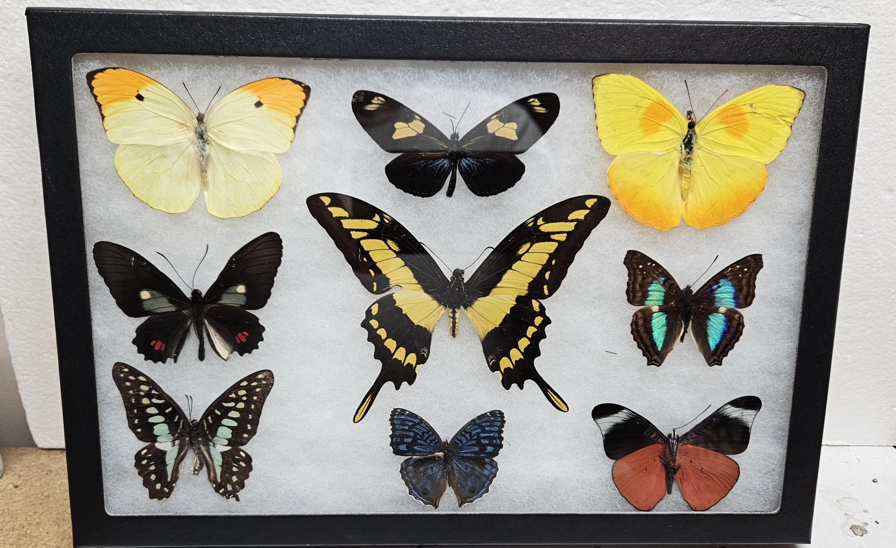 Real Rainbow Butterfly Collection - Etsy
