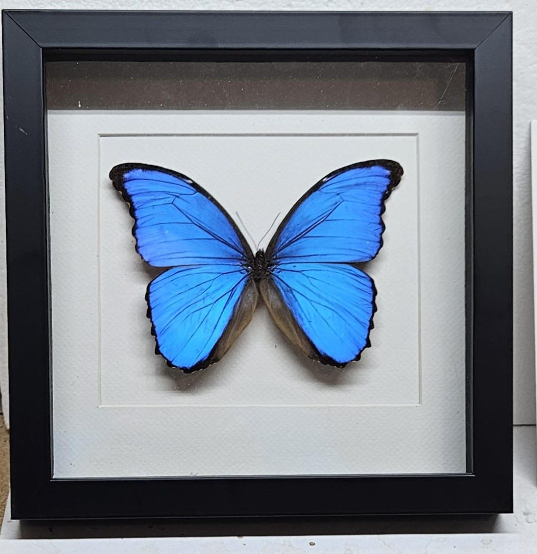 Real Framed Blue Morpho (M) Butterfly - Etsy