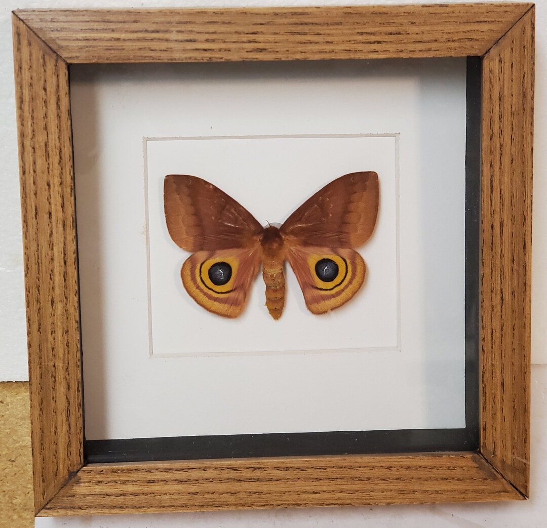 Real Framed Io Moth ( F) From North America in Shadow Box Frame - Etsy