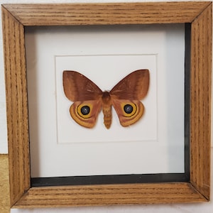Real framed Io Moth ( F) from North America in shadow box frame