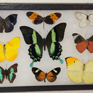 Real framed world wide butterfly collection