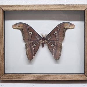Real framed Atlas moth (M) in custom ash shadowbox frame