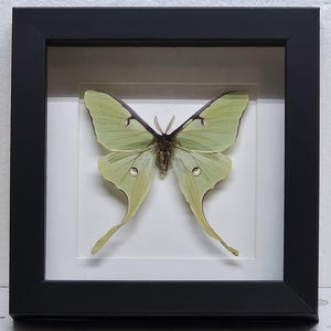 May include: A preserved pale green Luna moth specimen displayed inside a square black frame with a white mat. The moth features long, trailing hindwings, dark wing edges, and small circular markings on each of its four wings, centered on a white background.