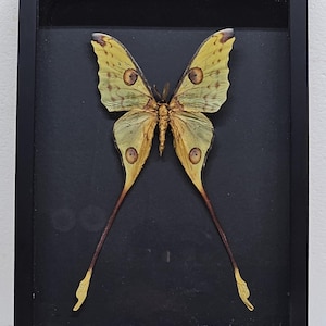 Real framed Comet moth (M)
