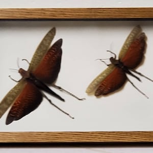 Real framed giant brown grasshopper pair M&F