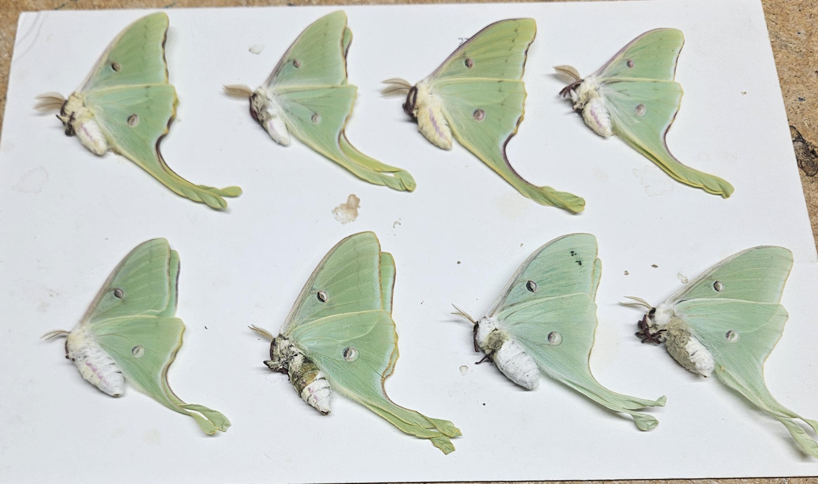 Luna Moth Specimens: 8 Ex-Pupae, Folded Wings - Spring 2025