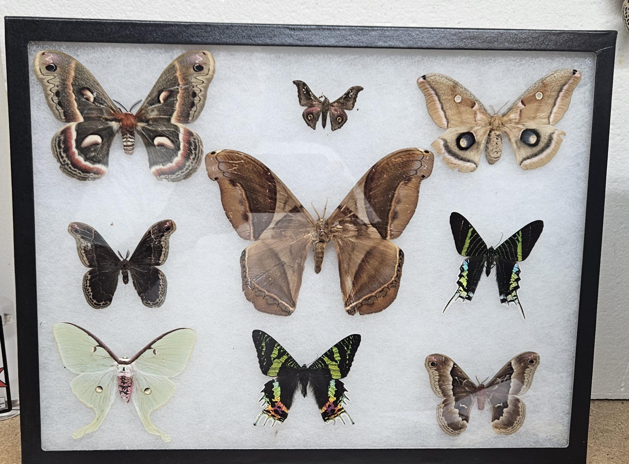 Real Rainbow Butterfly Collection - Etsy