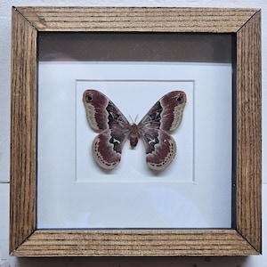 Real framed Promethea Moth  (F) from North America in shadow box frame