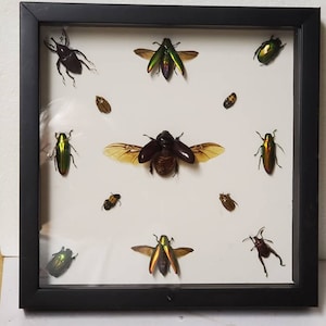 May include: A framed display of 10 different types of beetles, including a large green beetle with wings spread, a smaller green beetle, and a brown beetle with wings spread. The beetles are mounted on a white background and are surrounded by a black frame.