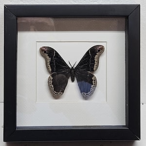 Real framed Promethea Moth  (M) from North America in shadow box frame