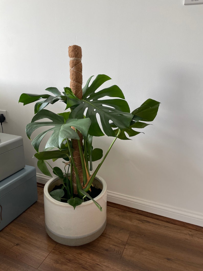 monstera coco pole