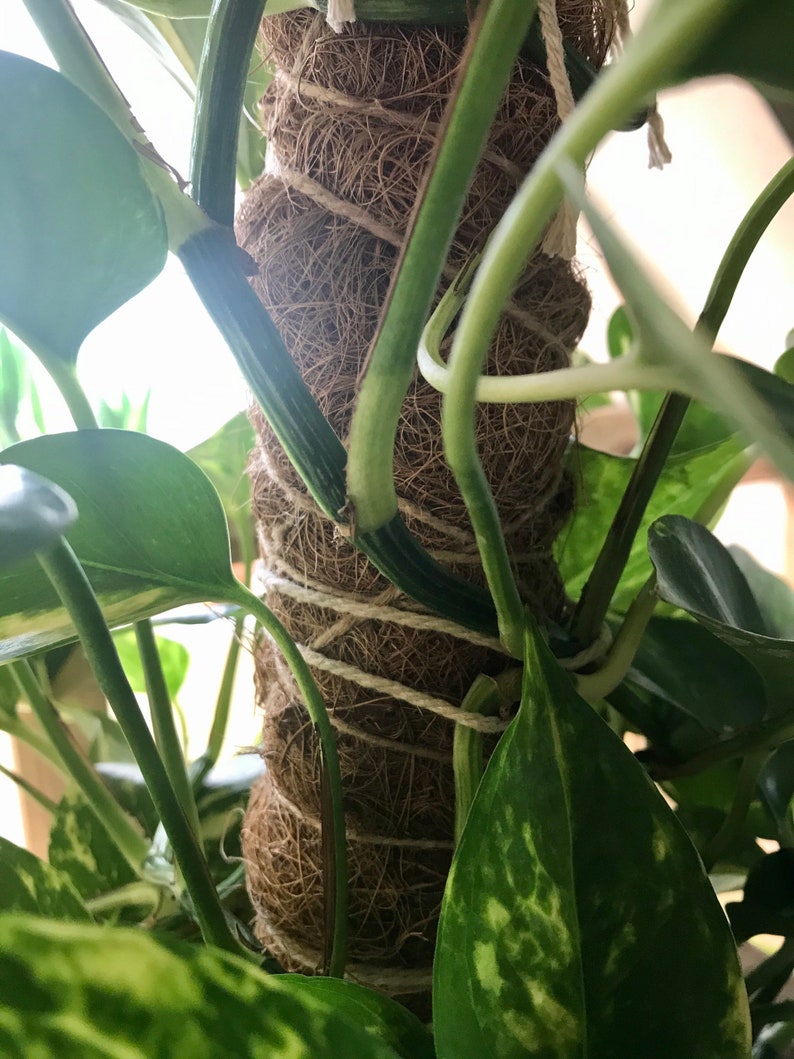 Coco Pole Plant Support Stake extendable for Monstera Etsy