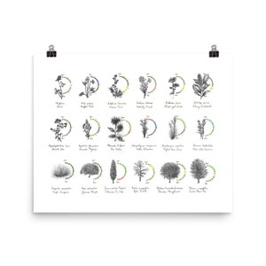 Elegante cartel de cartas de taxonomía de dibujo de plantas botánicas dibujadas a mano