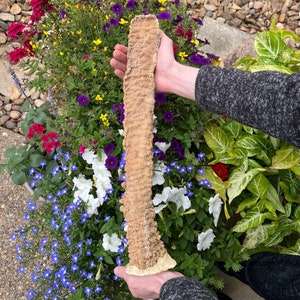 Stalactite Very Large 19+" Aragonite Calcite Calcium Carbonate Morocco Over 5.5lbs