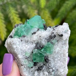 K&ouml;nnte beinhalten: Ein Cluster gr&uuml;ner Fluoritkristalle, eingebettet in eine wei&szlig;e Matrix. Die Kristalle sind scharf und gut definiert, mit einem glasartigen Glanz. Die Matrix ist mit kleinen, schwarzen Kristallen bedeckt.