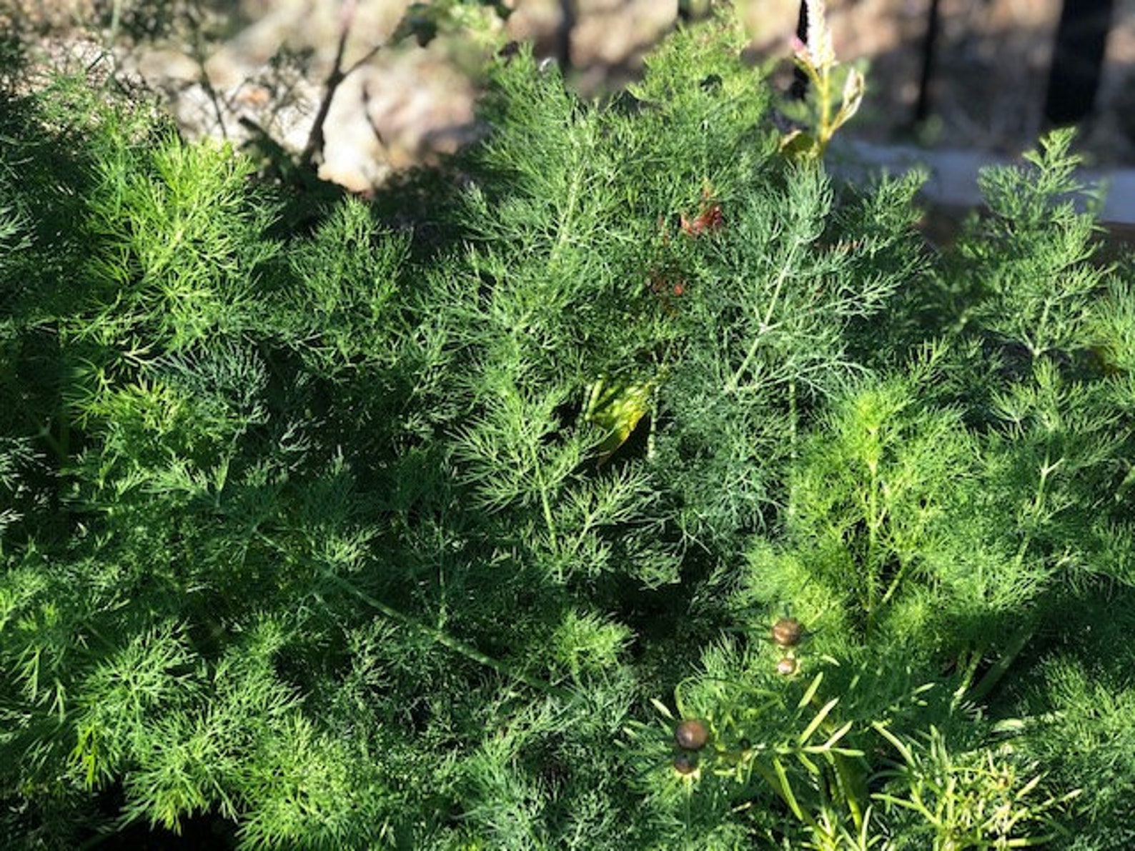 Dill HERB SEEDS Fragante Culinario Etsy