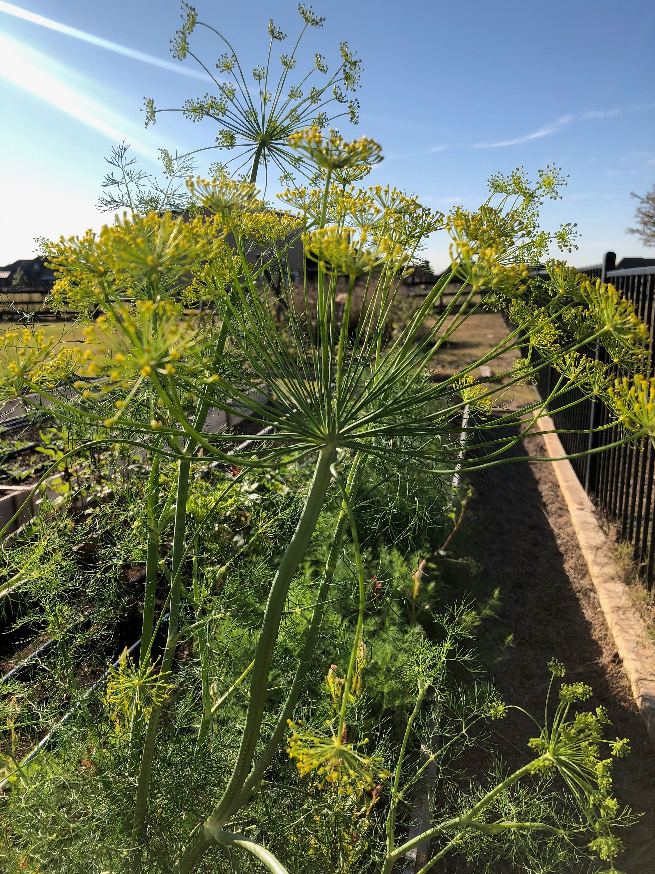 Dill HERB SEEDS Fragante Culinario Etsy