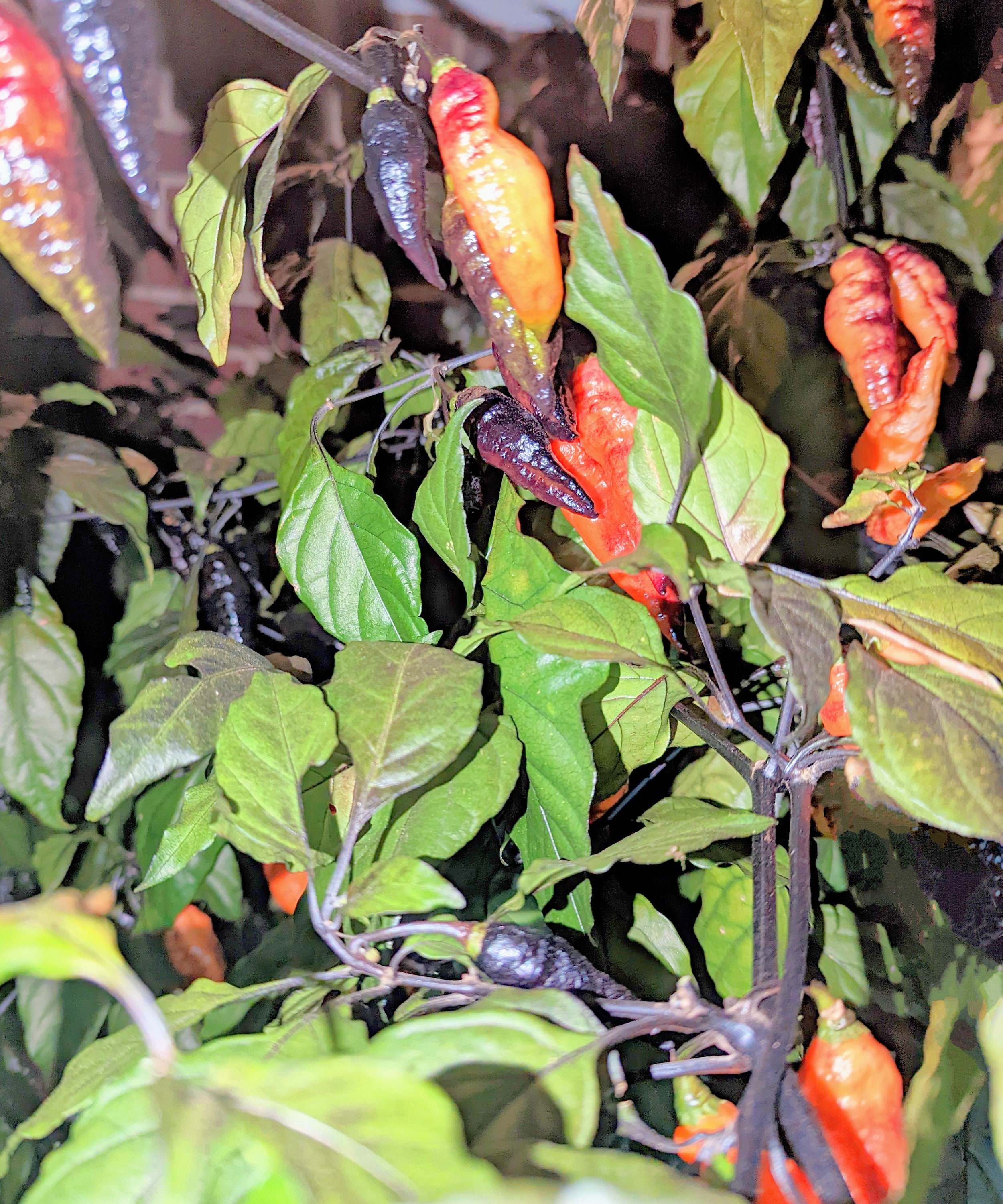 Fresh Hallows Eve Super Hot Peppers Etsy