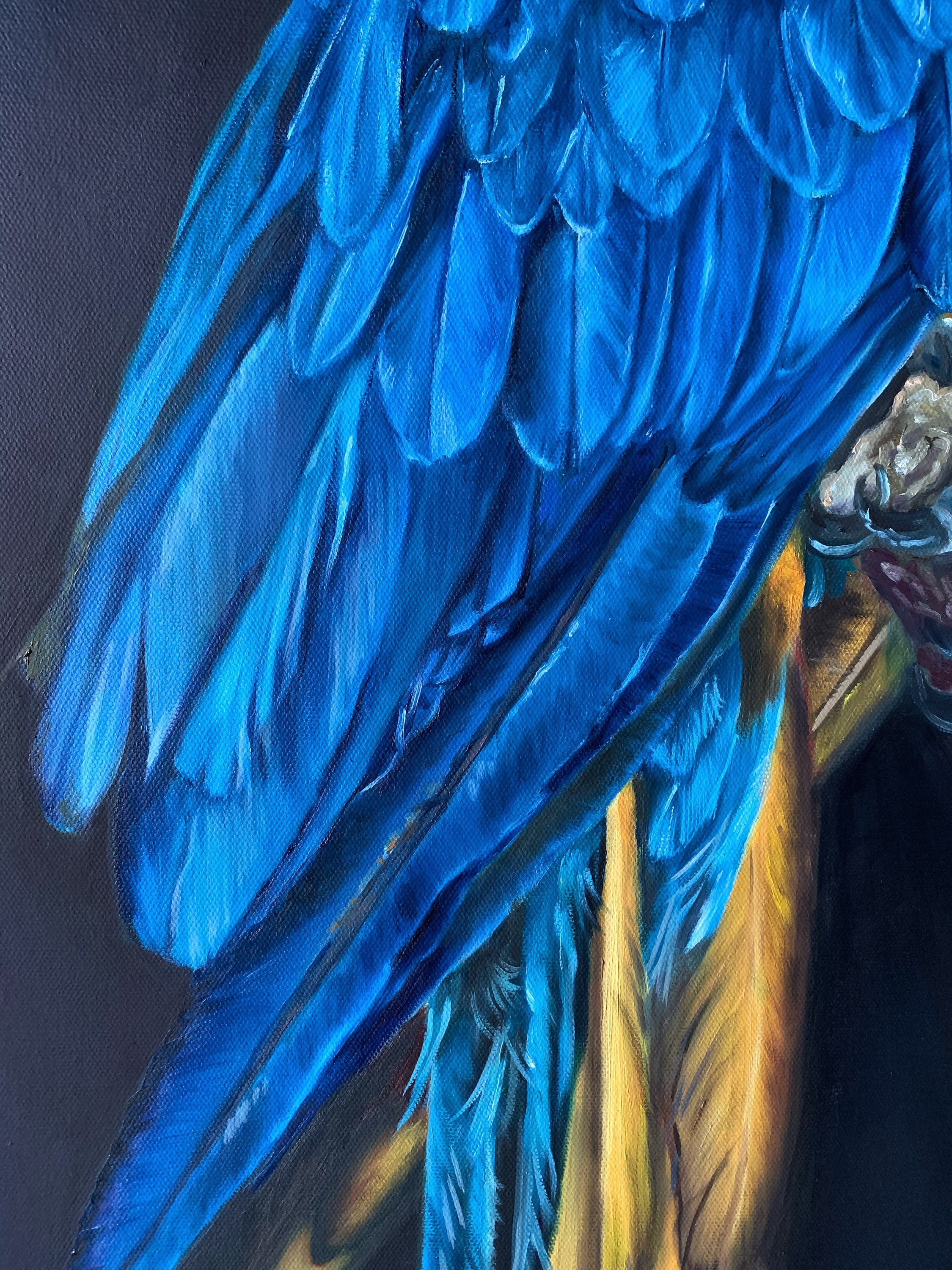 Macaw original painting. Original painting. Oil painting. blue | Etsy