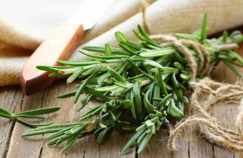 20pcs Rosemary Rosmarinus Officinalis Seeds