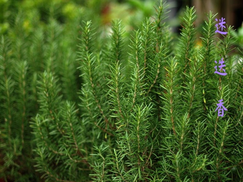 20pcs Rosemary Rosmarinus Officinalis Seeds