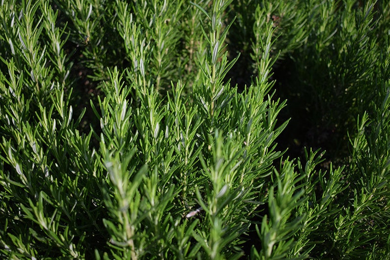 20pcs Rosemary Rosmarinus Officinalis Seeds