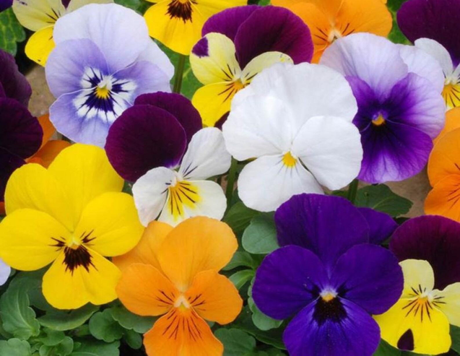 Pansy flower Seeds 50pcs. mixed color. Etsy