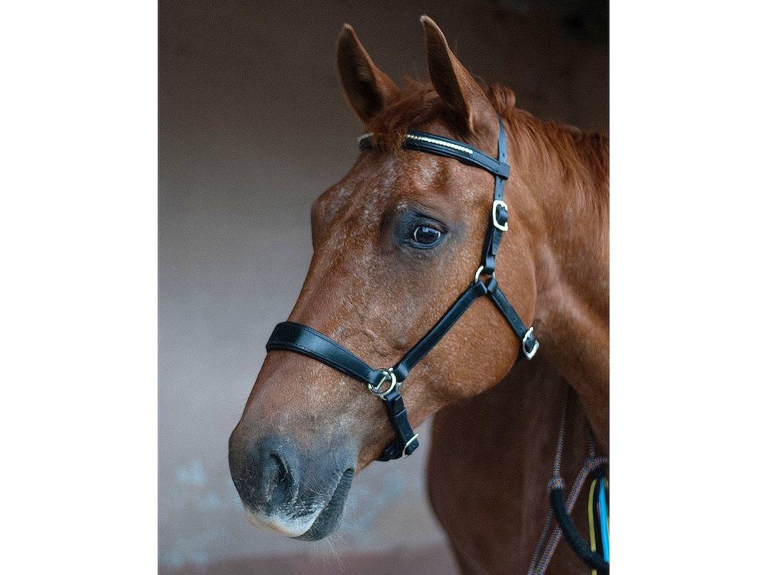 Bitless Bridle, Horse Bitless Bridle, Sidepull Bridle, Side Pull Bridle