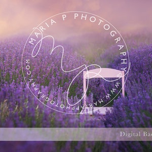 Digital Background-Lavender Field Morning Light