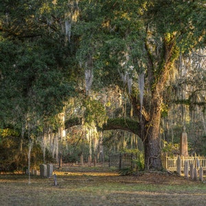 Cemetery, Edisto Island, South Carolina - fine art print,  photography (Art Prints, Giclees)