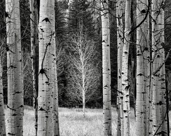 Colorado Aspen Grove in black and white