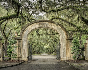 Wormsloe Historic Site in Savannah, Ga fine art print