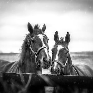 Black and White Horses, Kentucky fine art print