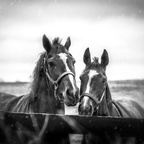 Black and White Horse Horse Print Horse Wall Art Horse Etsy