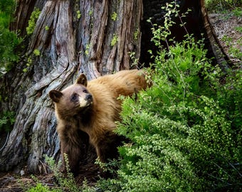 Lake Tahoe black bear, cinnamon season,