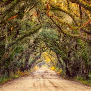 Botany Bay Rd, Edisto Island, South Carolina, low lands - fine art print,  photography (Art Prints, Giclees)