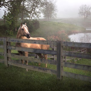 Friendly Horse, foggy Kentucky, Kentucky fine art print