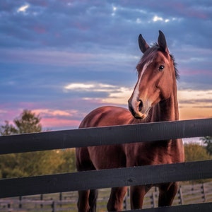 Friendly Horse, Kentucky fine art print