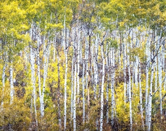 Colorado Aspen Grove full of fall colors