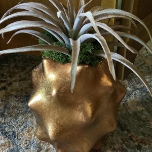 May include: A decorative air plant in a metallic gold-colored, spiky-shaped pot. The plant has long, slender, silvery-green leaves and is set in green moss. The pot is sitting on a patterned rug.