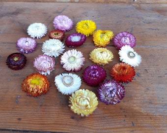 Grandes cabezas de helicriso secas, helicriso multicolor, flores eternas secas, suministros de decoración navideña, colores de otoño, helicriso seco