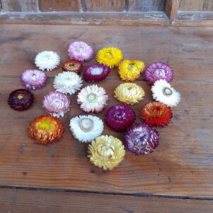 Dried big strawflower heads, multicolor strawflowers, dried everlasting flowers, Christmas decor supply, fall colors, dried Helichrysum