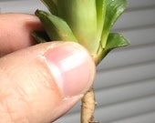 Haworthia retusa (Pup) Bare Root