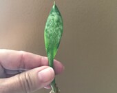 Baby Snake plant cutting-rooted (Sansevieria) Bare Root