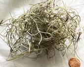 Spanish Moss Air Plant - Bromeliad