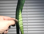 Snake plant cutting- (Sansevieria) Bare Root