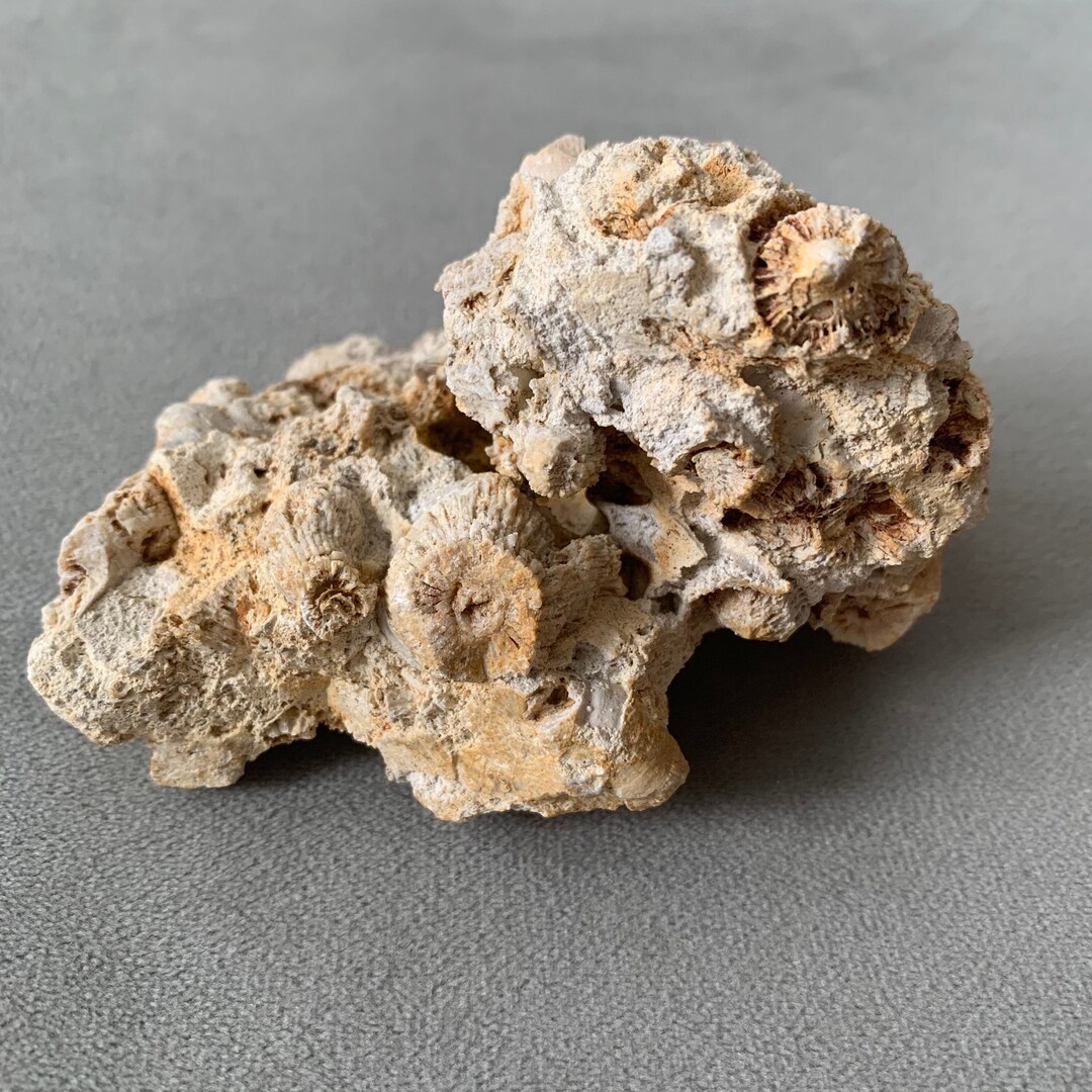 Natural Kentucky Coral Fossil fossilized Coral 10 Ounces 408 Etsy